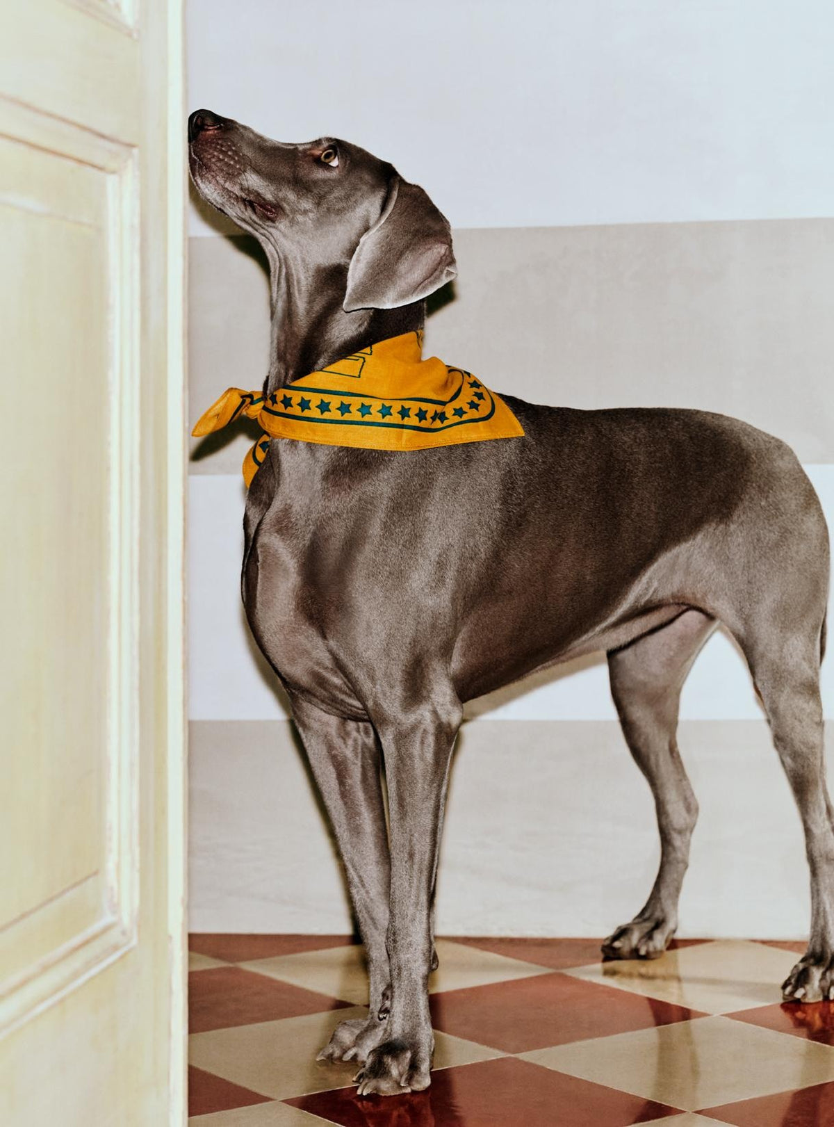 HAY - Dogs Scarf (RECYCLED)