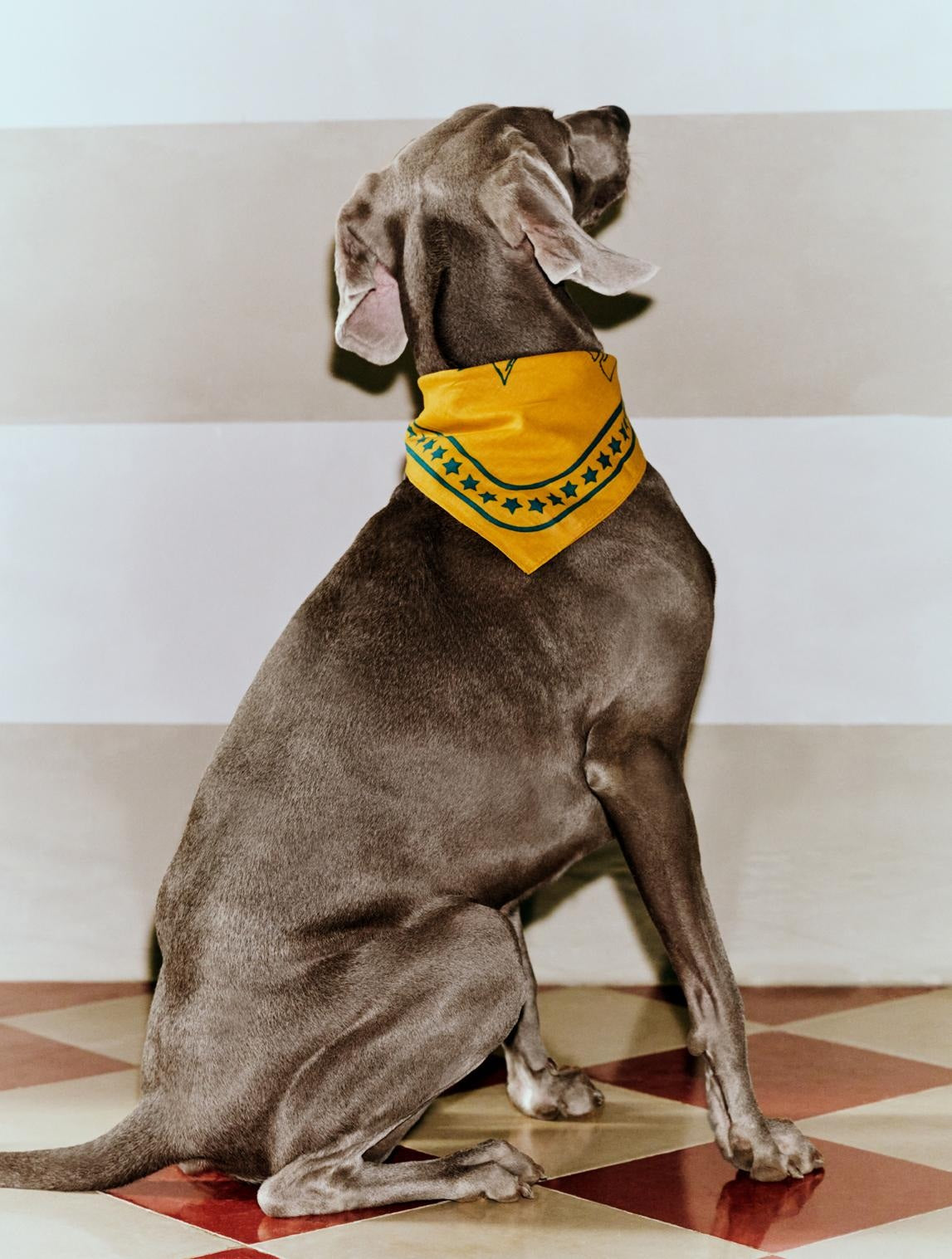 HAY - Dogs Scarf (RECYCLED)